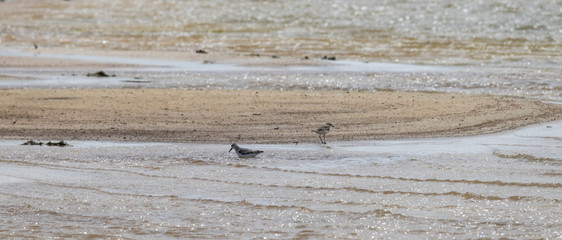 Bird at the beach in Cabo Verde