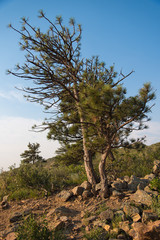 Fototapeta premium A ponderosa grows in rock soil on a hillside in the Rocky Mountains