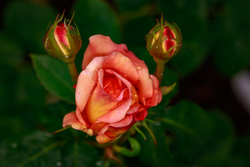 Fragrant Rose in Full Blossom