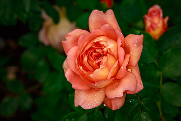 Fragrant Rose in Full Blossom