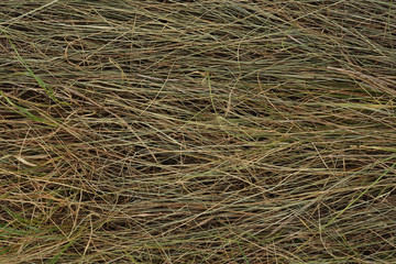dry grass