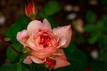 Fragrant Rose in Full Blossom
