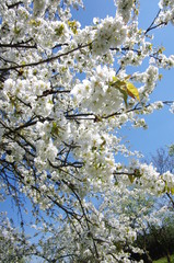 Blooming cherry tree