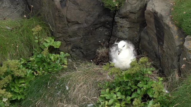 Un fulmar sur son nid / A fulmar sits on his nest