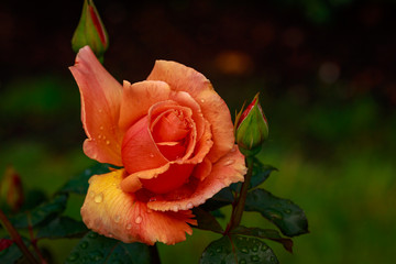 Fragrant Rose in Full Blossom
