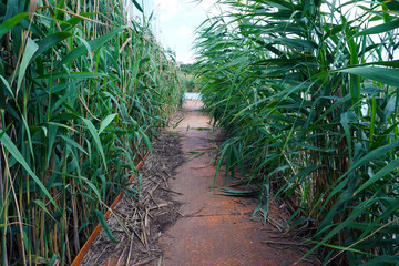 path to a lake on a metal rusty pier through reeds