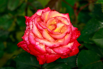 Fragrant Rose in Full Blossom