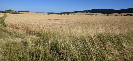 Blick vom Feldrand über den vor blauem Sommerhimmel wogenden Weizen
