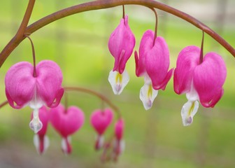 Pink blossoms