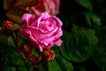 Fragrant Rose in Full Blossom