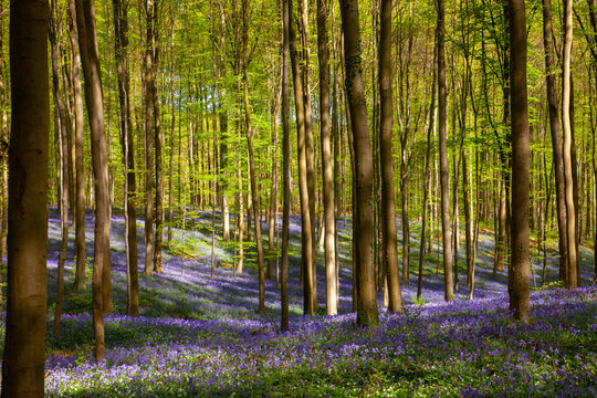 Forest with Bluebells