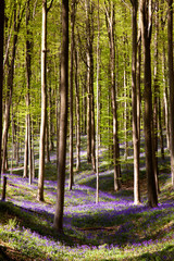 Naklejka premium Bluebell Carpet
