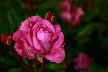 Fragrant Rose in Full Blossom