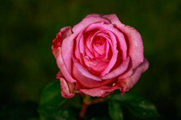 Fragrant Rose in Full Blossom