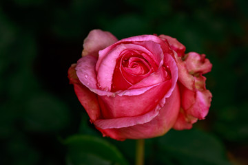 Fragrant Rose in Full Blossom
