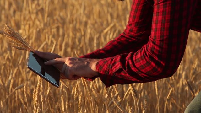 Smart farming using modern technologies in agriculture. Agronomist farmer holds digital touch tablet computer display in wheat field using augmented reality apps and internet, taking, photos of ears