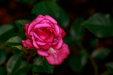 Fragrant Rose in Full Blossom