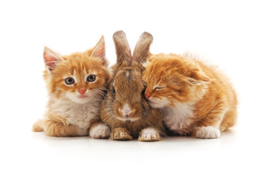 Fototapeta na wymiar Red kittens and bunny.