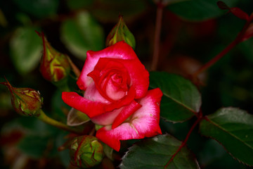 Fragrant Rose in Full Blossom