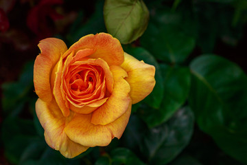 Fragrant Rose in Full Blossom