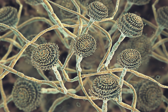 Fungi Aspergillus, black mold which produce aflatoxins and cause pulmonary infection aspergillosis, aspergilloma of brain and lungs, 3D illustration