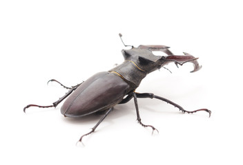 Big beetle deer.