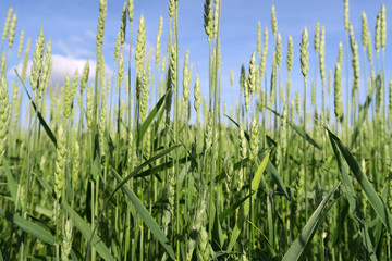 bright colorful summer flowers