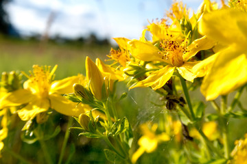 bright colorful summer flowers