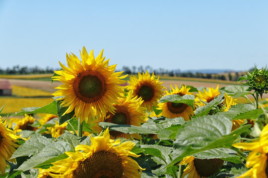 Sonnenblumen mit blauem Himmel