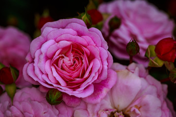Fragrant Rose in Full Blossom