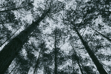 Abstract,Dark night tree background. beautiful wallpaper.