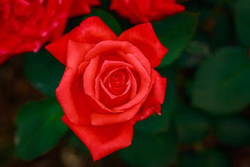 Fragrant Rose in Full Blossom
