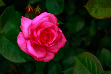 Fragrant Rose in Full Blossom