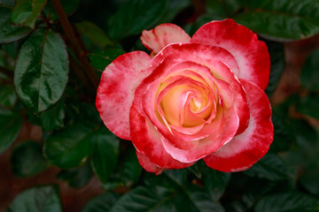 Fragrant Rose in Full Blossom