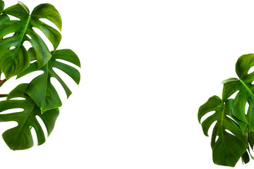 Tropical leaves monstera on a white background with space for text. © Anastasiia Malinich