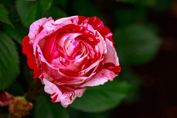 Fragrant Rose in Full Blossom
