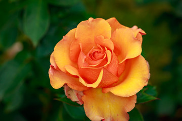 Fragrant Rose in Full Blossom