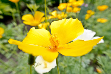 Fototapeta premium bright colorful summer flowers
