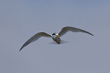 Little tern (Sternula albifrons)