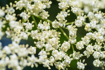 Nahaufnahme von kleinen weißen Blumen