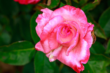 Fragrant Rose in Full Blossom