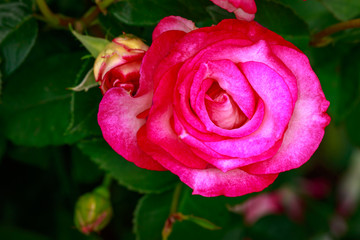 Fragrant Rose in Full Blossom