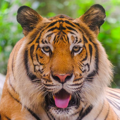 Siberian tiger (Panthera tigris altaica), also known as the Amur tiger.
