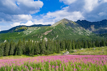 Meadow with pink fireweed flowers in front of peaks of the Tatra Mountains in Poland