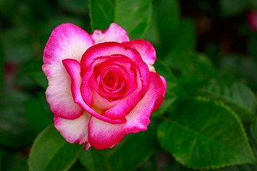 Fragrant Rose in Full Blossom
