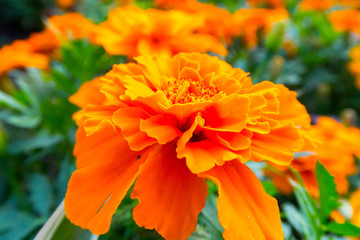 colorful summer flowers