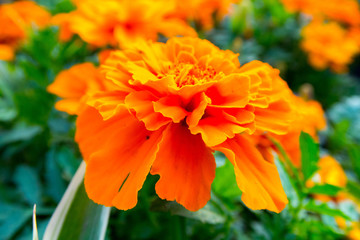 colorful summer flowers