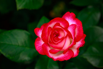 Fragrant Rose in Full Blossom