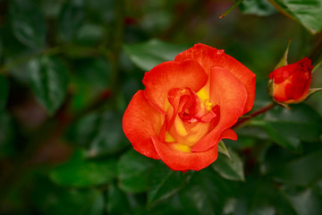 Fragrant Rose in Full Blossom