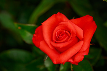 Fragrant Rose in Full Blossom